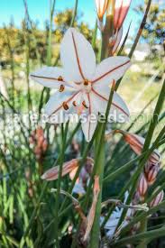 Image result for Asphodelus fistulosus