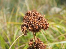 Attēlu rezultāti vaicājumam “Cladium mariscus bud”