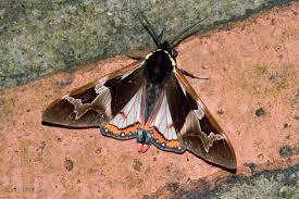 Attēlu rezultāti vaicājumam “Arctiidae”