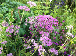 Image result for Pimpinella major