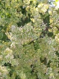 Attēlu rezultāti vaicājumam “Dactylis glomerata subsp. glomerata”