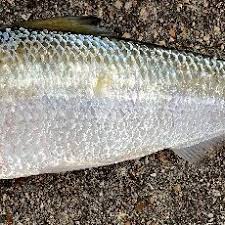 Image result for Alosa chrysochloris
