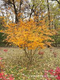 Attēlu rezultāti vaicājumam “Acer pseudosieboldianum”