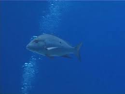 Image result for Lutjanus analis