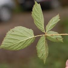 Attēlu rezultāti vaicājumam “Rubus nessensis”