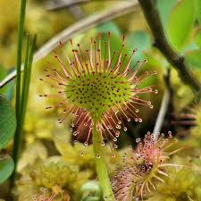 Attēlu rezultāti vaicājumam “Trichia varia spores”