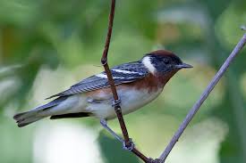 Image result for Dendroica castanea