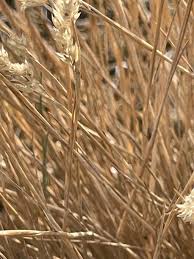 Attēlu rezultāti vaicājumam “Corynephorus canescens fruit”