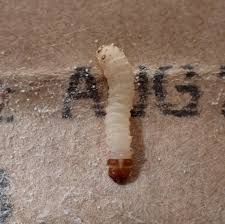 Attēlu rezultāti vaicājumam “Proutia betulina larva”