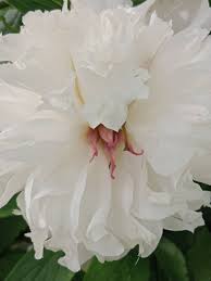 Attēlu rezultāti vaicājumam “Paeonia lactiflora”