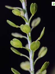 Attēlu rezultāti vaicājumam “Lepidium densiflorum leaf”