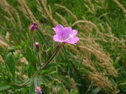 Attēlu rezultāti vaicājumam “Epilobium hirsutum leaf”