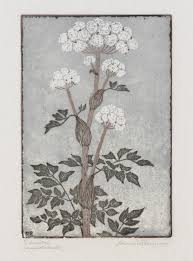 Image result for Angelica silvestris