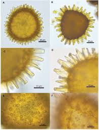Attēlu rezultāti vaicājumam “Philonotis marchica macro”