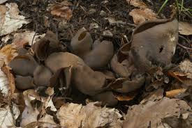 Attēlu rezultāti vaicājumam “Otidea bufonia”