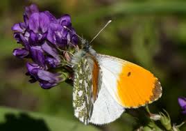 Attēlu rezultāti vaicājumam “Anthocharis cardamines male”