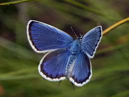 Attēlu rezultāti vaicājumam “Plebejus idas male”