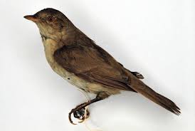 Attēlu rezultāti vaicājumam “Sylvia borin eggs”