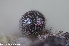 Attēlu rezultāti vaicājumam “Didymium tussilaginis macro”