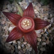 Attēlu rezultāti vaicājumam “Laurilia sulcata”