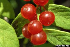 Attēlu rezultāti vaicājumam “Lonicera tatarica fruit”