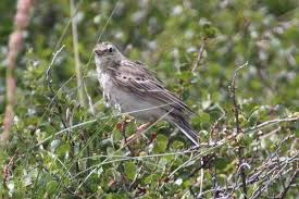 Image result for Anthus godlewskii