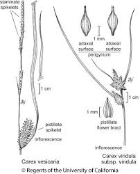 Attēlu rezultāti vaicājumam “Carex vesicaria”