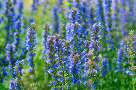 Image result for Hyssopus officinalis