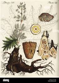 Attēlu rezultāti vaicājumam “Rheum rhabarbarum leaf”