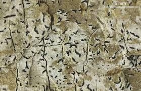 Attēlu rezultāti vaicājumam “Alyxoria varia”