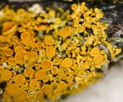 Attēlu rezultāti vaicājumam “Xanthoria polycarpa”