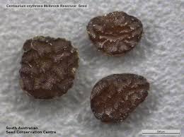 Attēlu rezultāti vaicājumam “Centaurium erythraea bud”