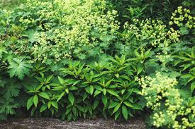Image result for Alchemilla mollis