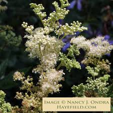 Attēlu rezultāti vaicājumam “Filipendula ulmaria  flower”