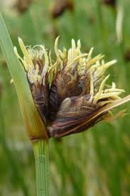 Attēlu rezultāti vaicājumam “Carex dioica male flower”