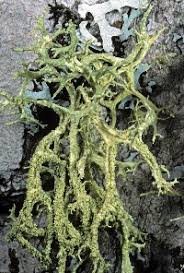 Attēlu rezultāti vaicājumam “Evernia mesomorpha”