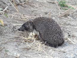 Attēlu rezultāti vaicājumam “Erinaceus sp.”