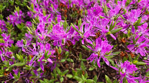 Attēlu rezultāti vaicājumam “Rhododendron canadense”