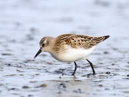 Attēlu rezultāti vaicājumam “Calidris minuta”