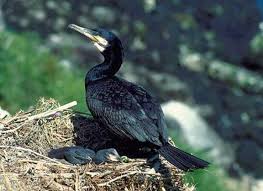 Image result for Phalacrocorax carbo