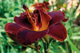 Attēlu rezultāti vaicājumam “Hemerobius perelegans”