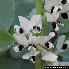 Attēlu rezultāti vaicājumam “Vicia faba flower”