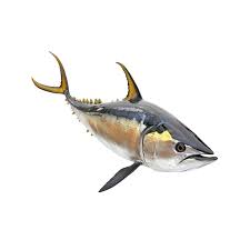 Image result for Thunnus obesus