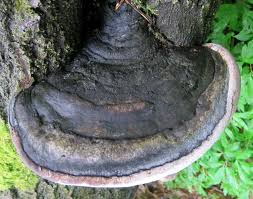 Attēlu rezultāti vaicājumam “Phellinus igniarius”