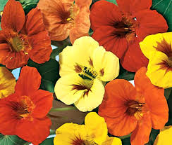 Image result for Tropaeolum majes
