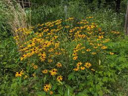 Attēlu rezultāti vaicājumam “Rudbeckia hirta var. pulcherrima”
