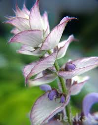 Image result for Salvia sclarea