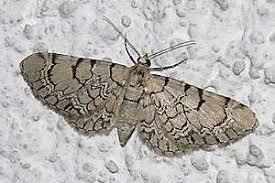 Attēlu rezultāti vaicājumam “Eupithecia venosata”