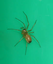 Attēlu rezultāti vaicājumam “Linyphiidae”