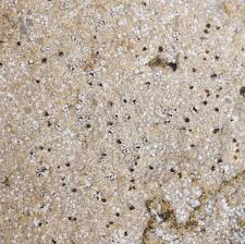 Attēlu rezultāti vaicājumam “Trapelia coarctata”